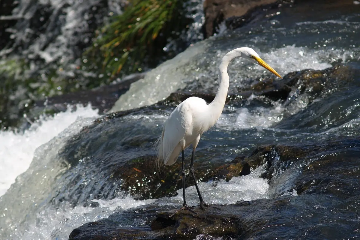 melhores transfers de Foz do Iguaçu