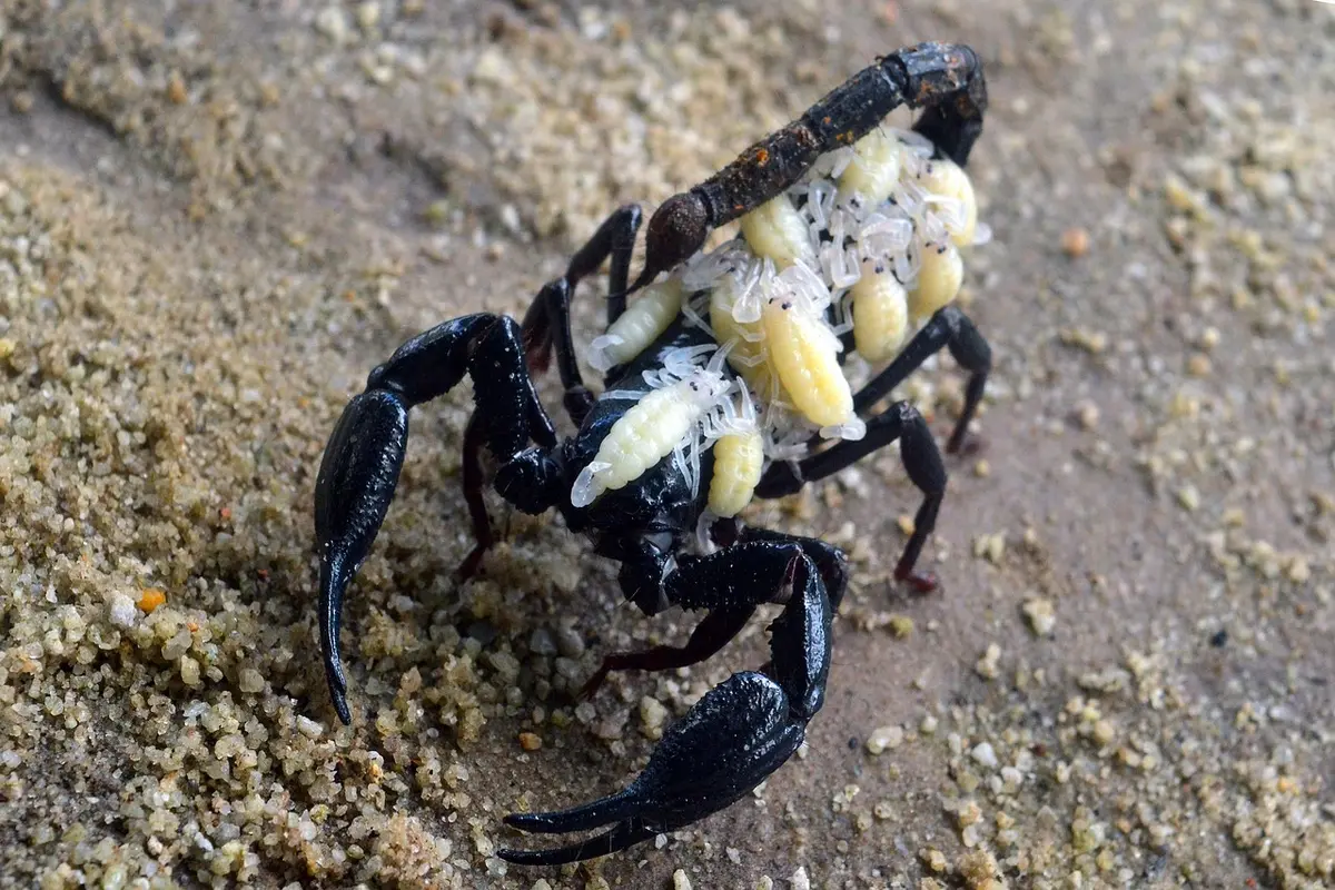 o que fazer em caso de picada de escorpião