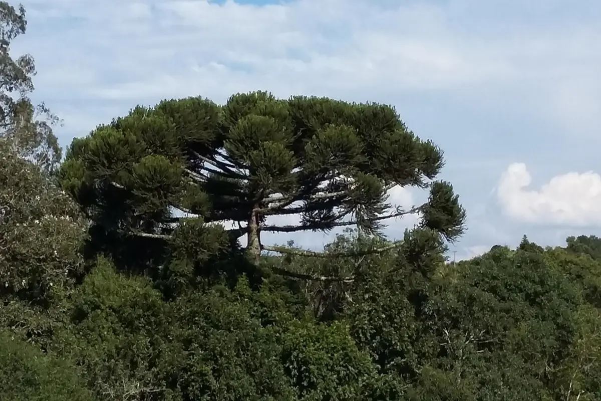 o que fazer em curitiba em 3 dias