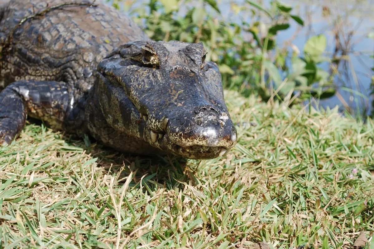 o que fazer em pantanal