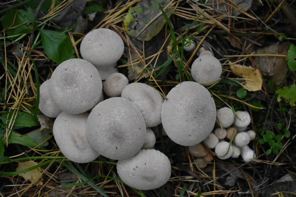 o que fazer em ubatuba com chuva