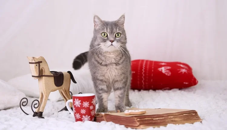 Melhores transfers de Natal: 10 opções imperdíveis para suas festas