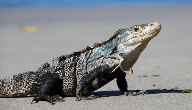 O Que Fazer Em Arraial D’Ajuda À Noite Entenda As Melhores Opções