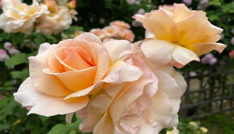 O Que Fazer em Flores da Cunha: As Melhores Atividades e Dicas Imperdíveis