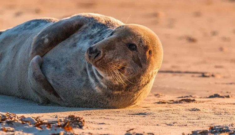 O Que Fazer Em Paquetá: Guia Completo Para Explorar a Ilha