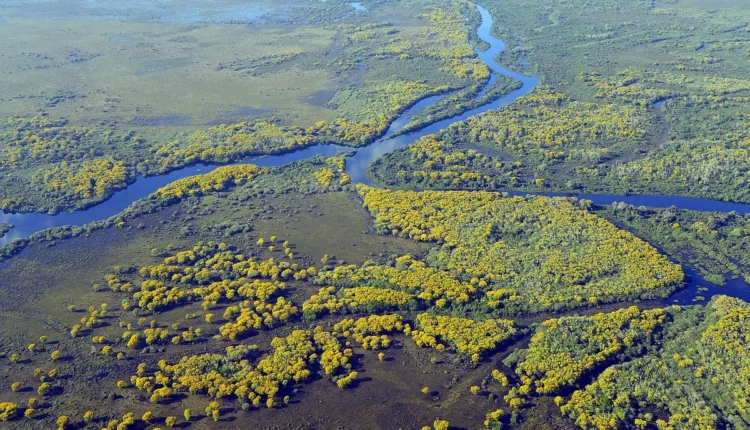 O Que Fazer em Pantanal: Tudo o Que Você Precisa Saber